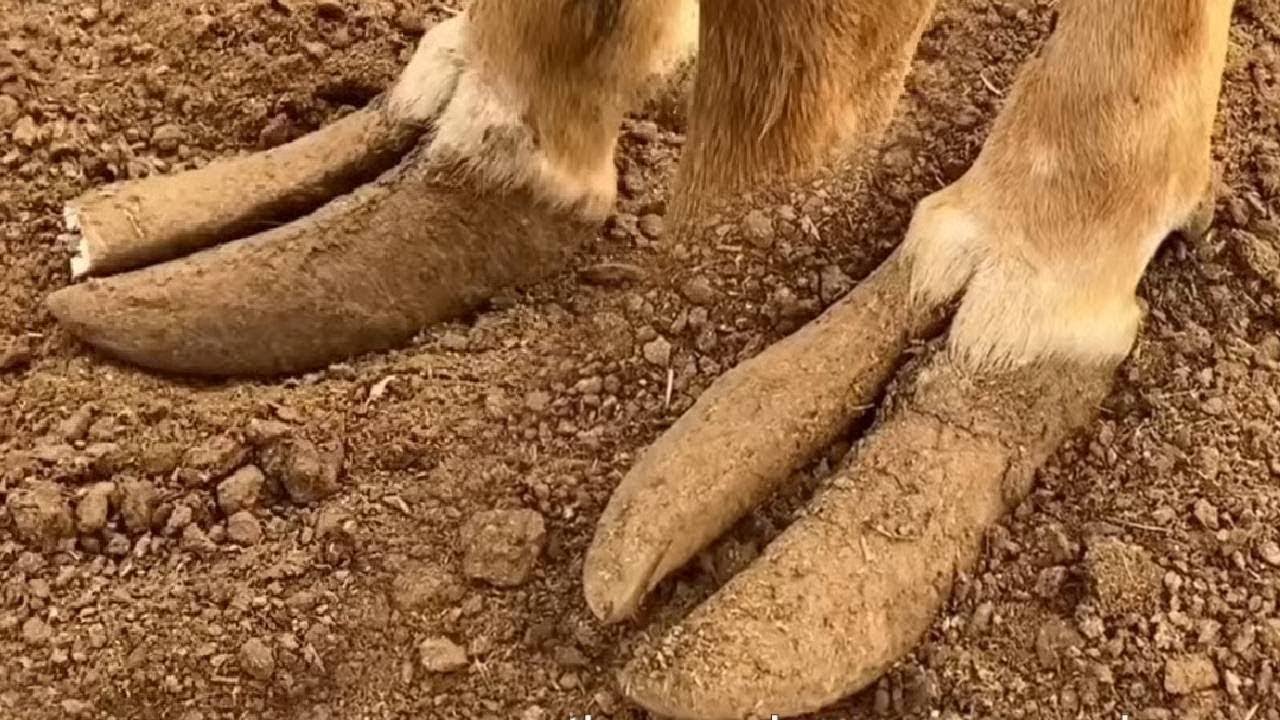 This Cow's Hoof Is Broken In Half! So Pitiful【DONKEY HOOF SAVIOR】