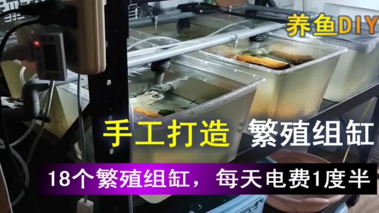 手工打造繁殖组缸，零件都是便宜货，但是非常好用，想省钱来讨论吧