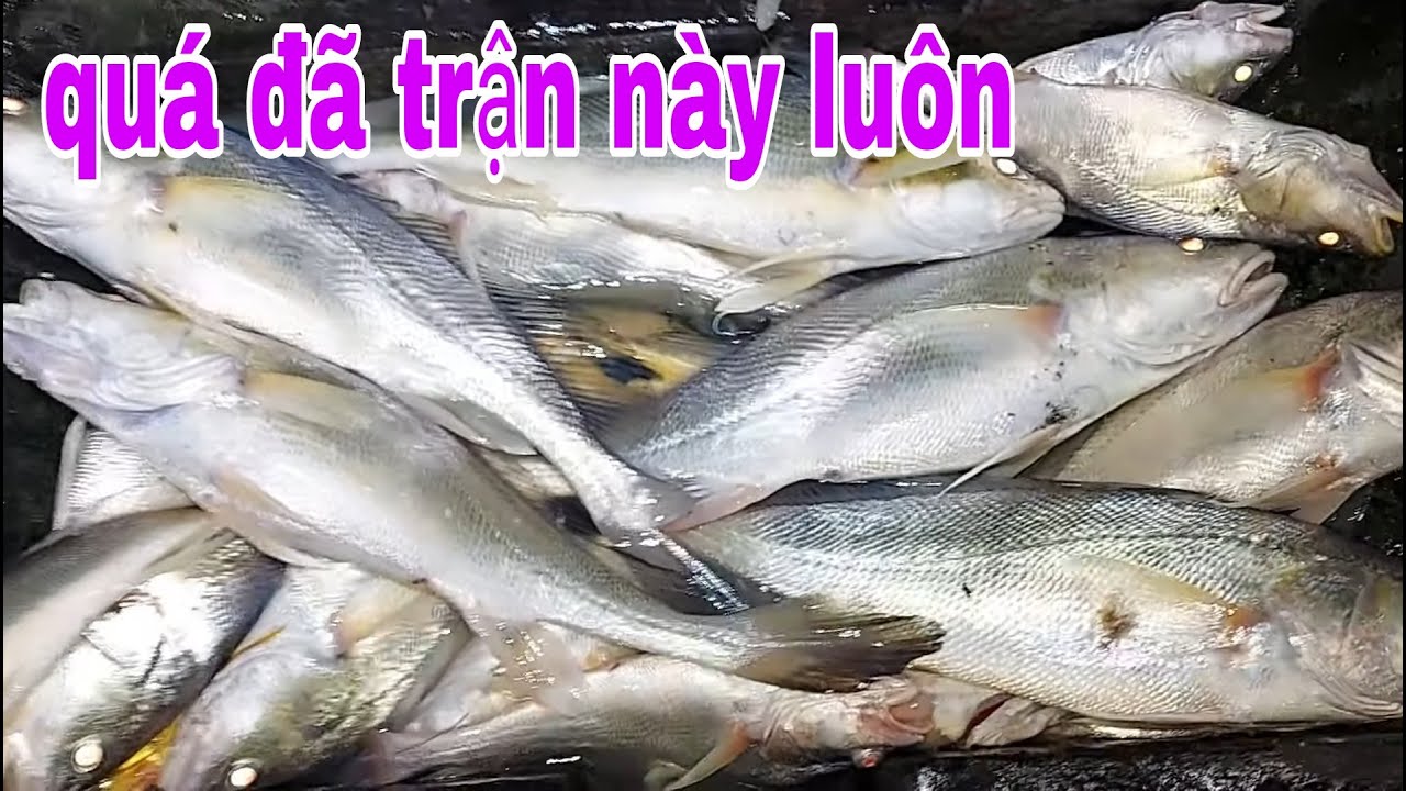 Giăng Câu Địa Điểm Nguy Hiểm Nhất Nhì Sông Tiền Trúng Mánh , Địa Điểm Cá Hô # SĂN BẮT ĐỒNG THÁP #