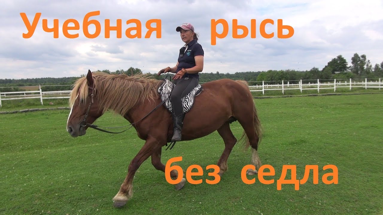 Учебная рысь без седла и снова про копчик.