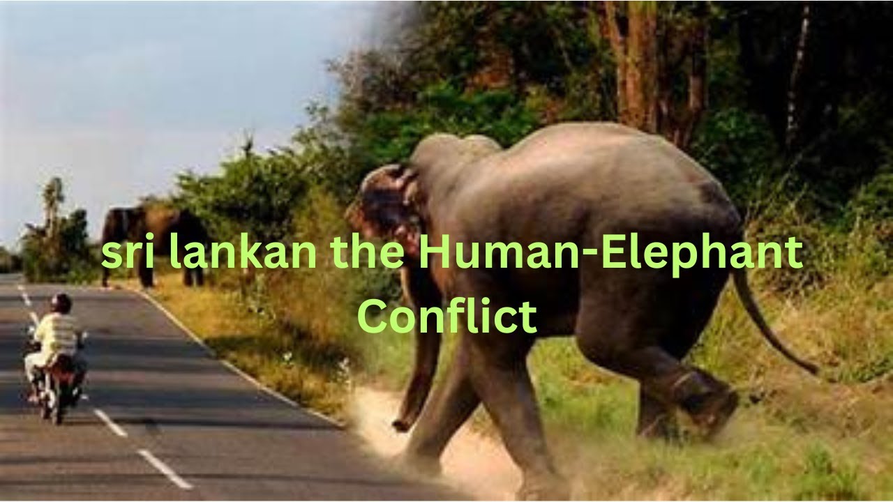 sri lankan the Human Elephant Conflict