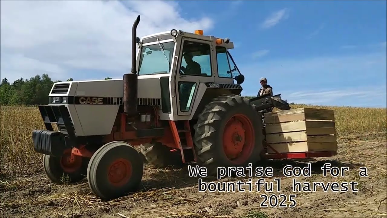 2025 garlic harvest with modified harvester