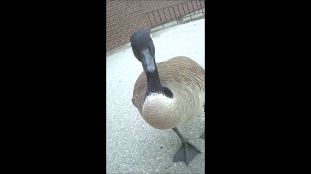 The geese of UW welcome you