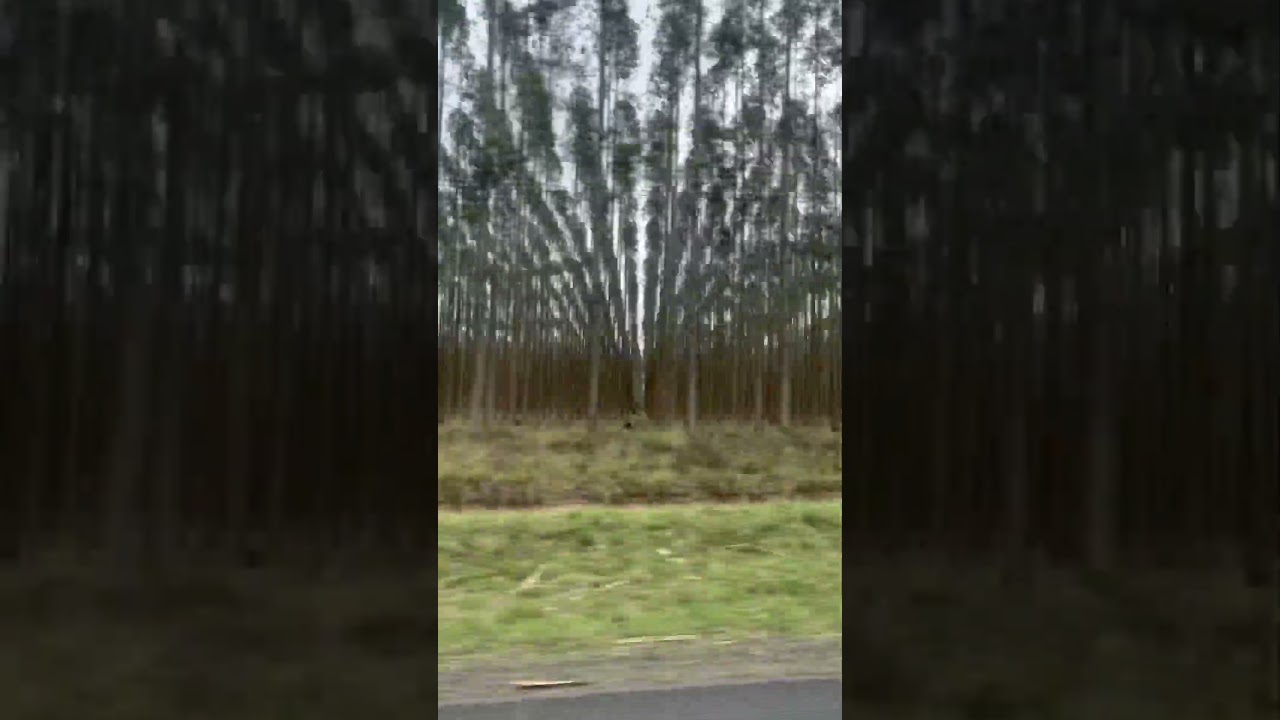 Eucalyptus trees in South Africa