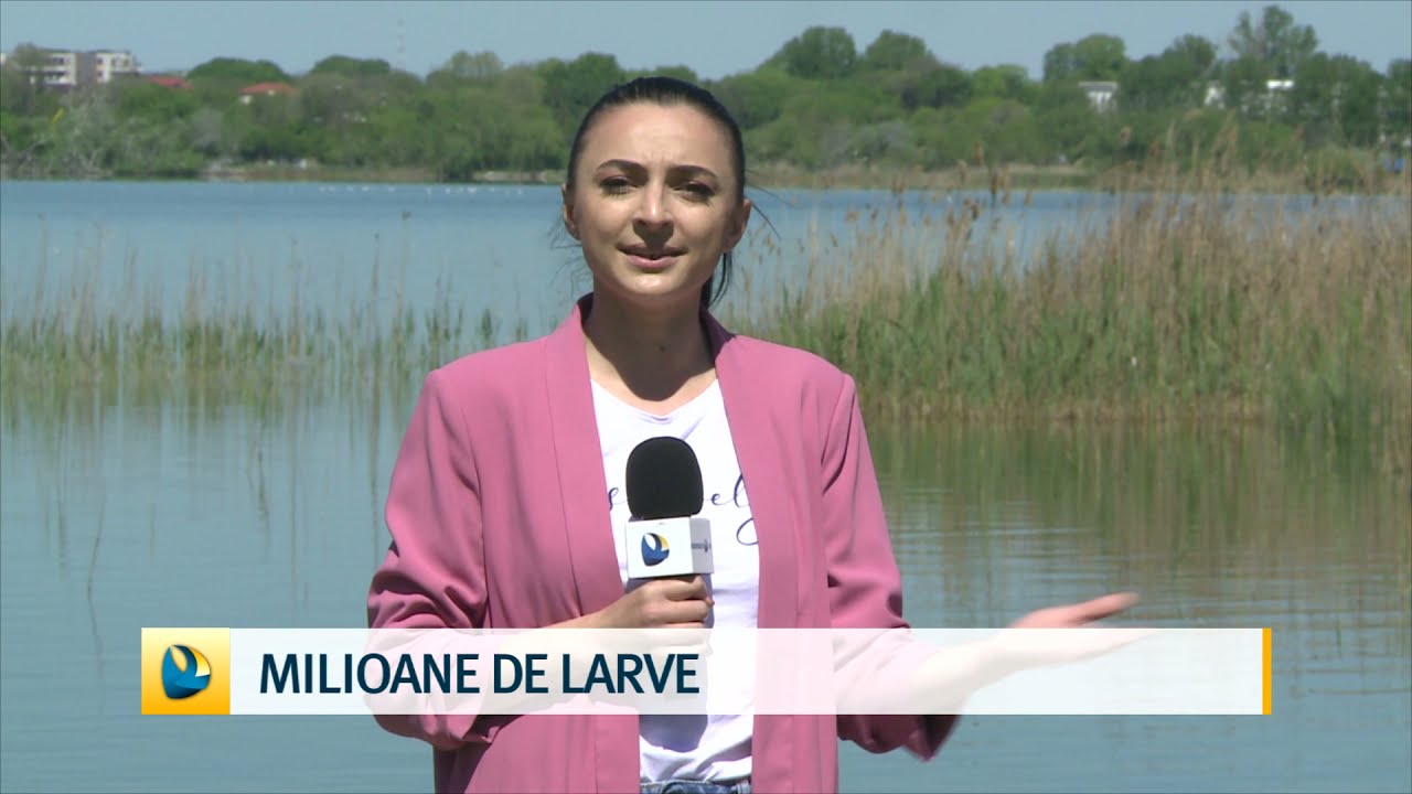 Milioane de larve de șalău în Siutghiol