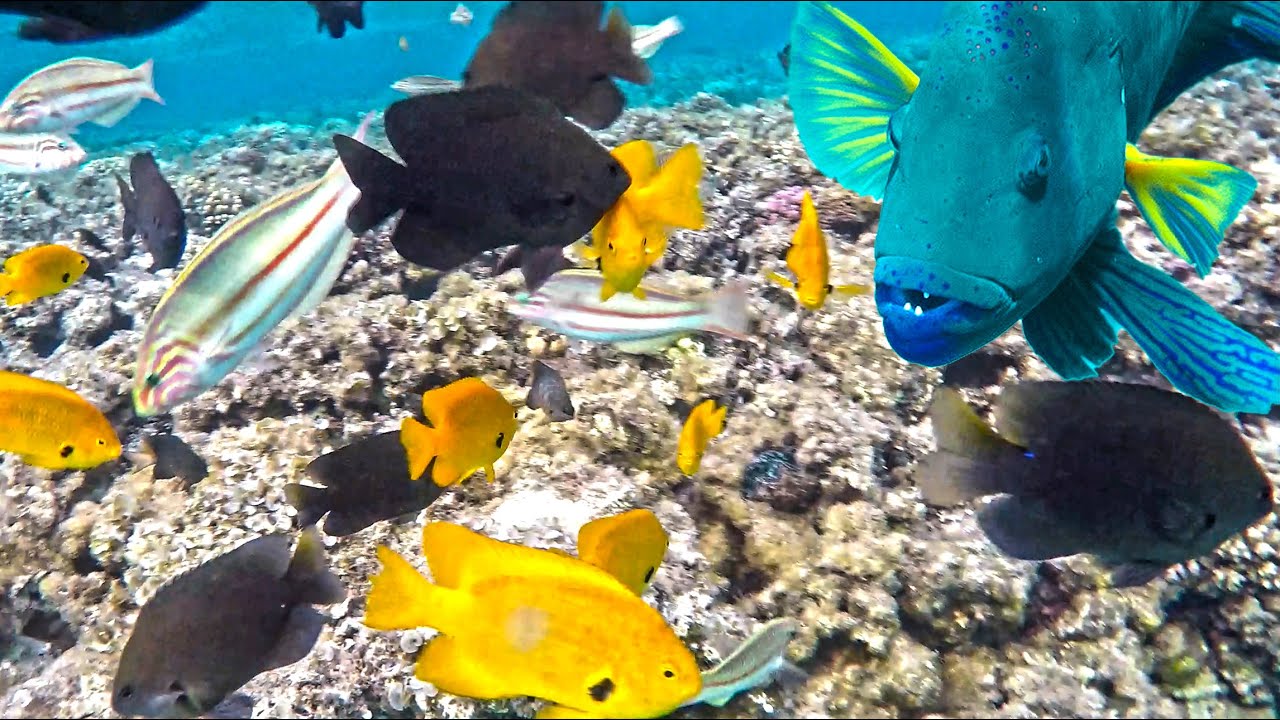 Egypt Red sea. Fish attacked my finger in Hurghada 4K