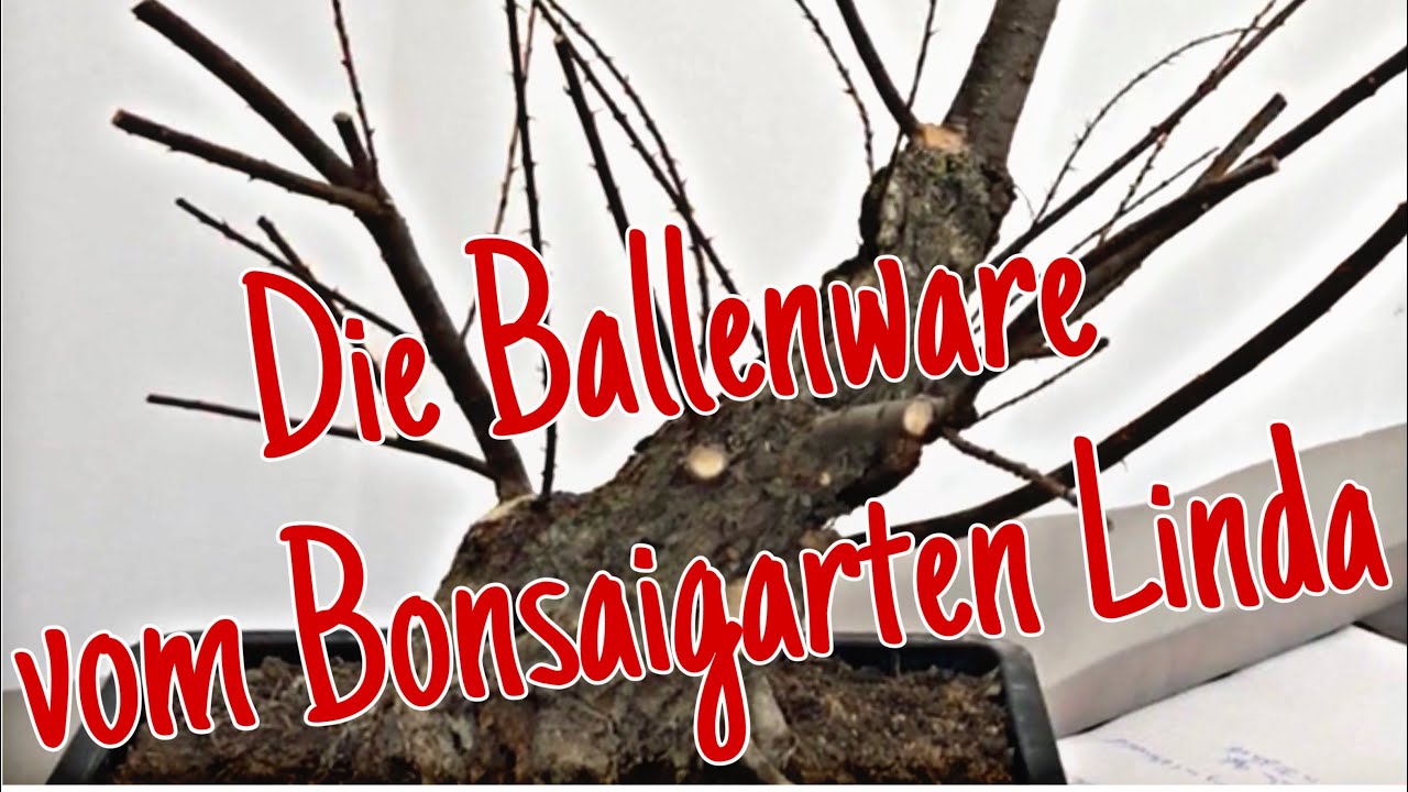 Ballenware/ Rohlinge vom Bonsaigarten Linda Pre-Bonsai 2023/05