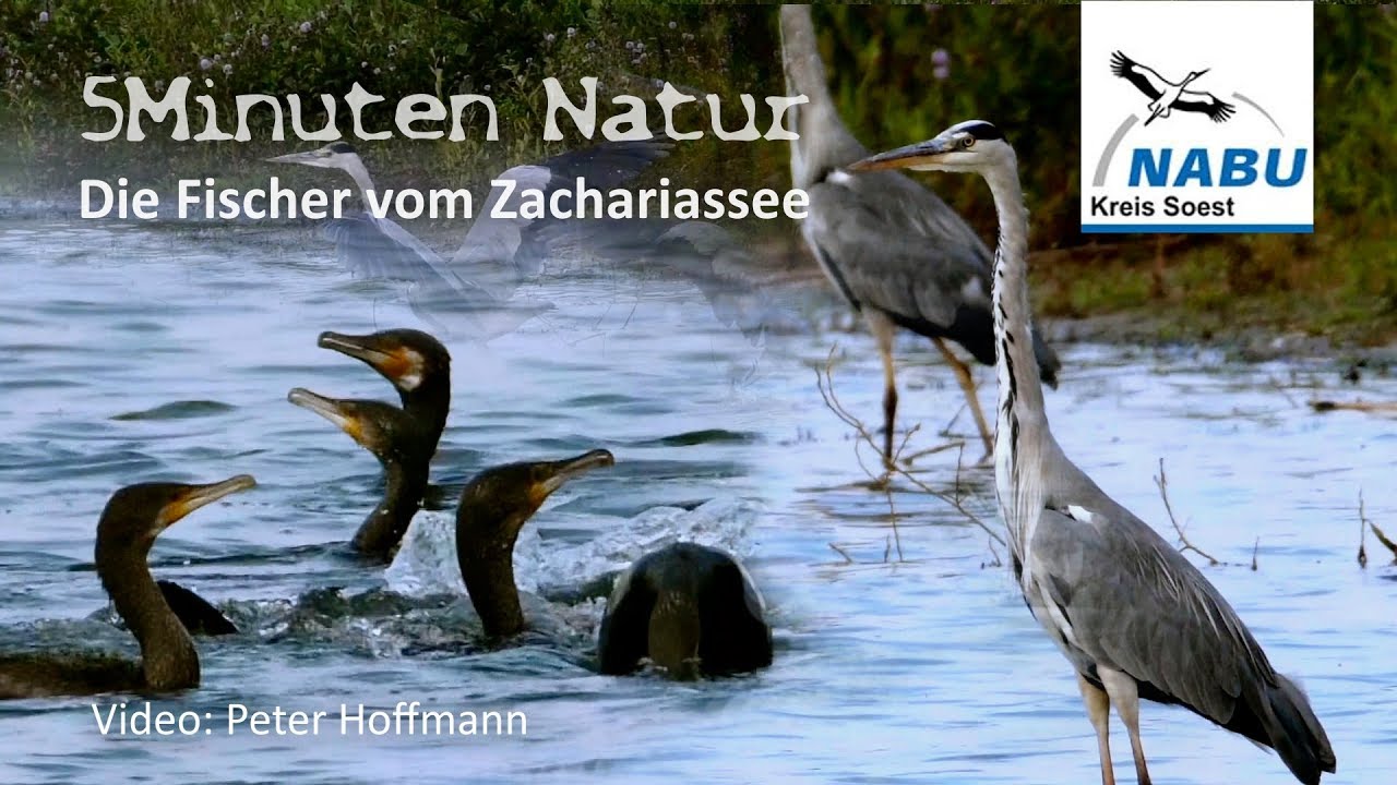 NABU-Natur: Die Fischer vom Zachariassee