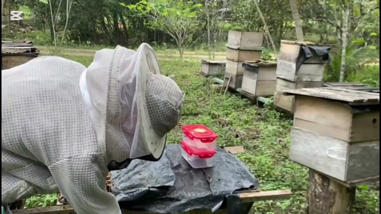 Agresivas? Salvajes? Abeja! Sacando miel de abeja!🐝 Medidas de seguridad y consejos de apicultura!🐝