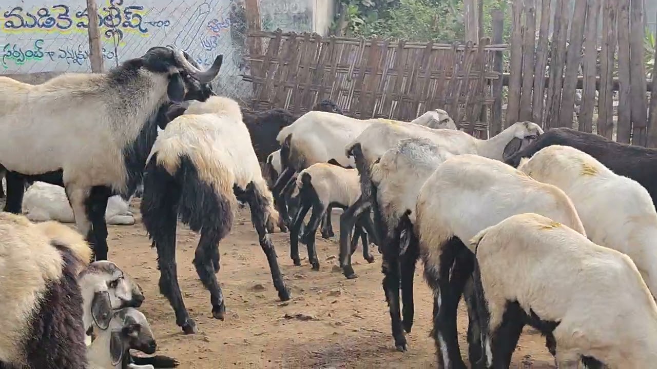 Biggest pottelu sheep's #breeder #sheepfarming #quality #fighting #spirit 