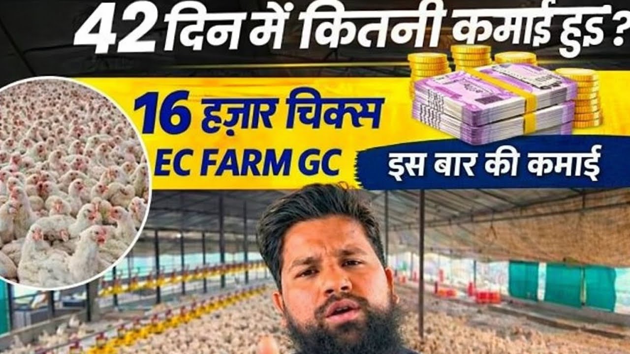42 दीन में कितनी कमाई होती हैं # faram Gc #ecpoultryfarm 