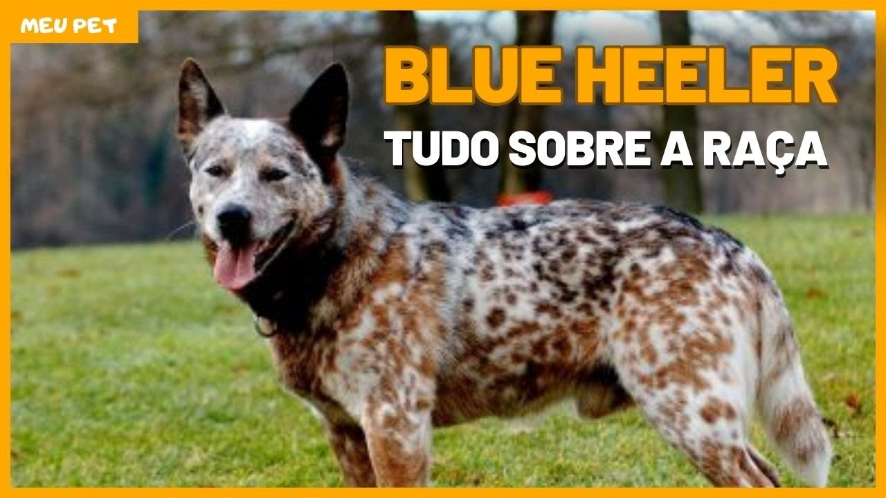 BOIADEIRO AUSTRALIANO,AUSTRALIAN CATTLE DOG,BLUE HEELER: Descubra o fascinante mundo do cão pastor.
