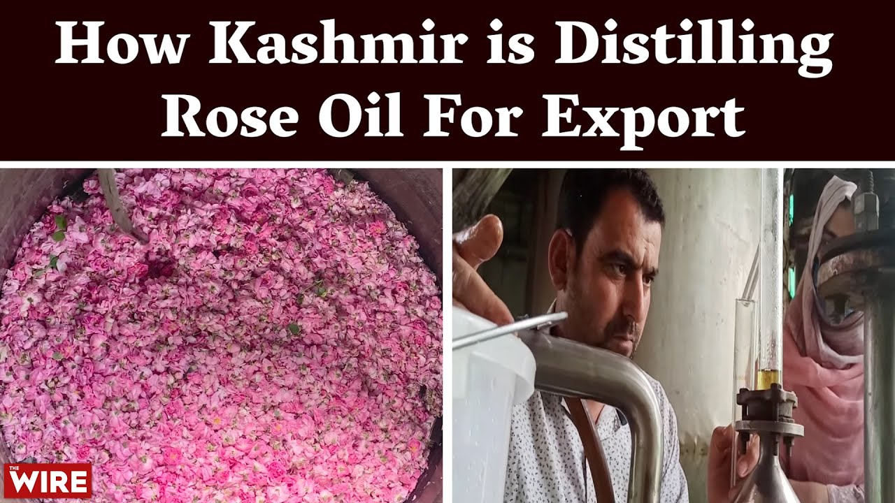 How Kashmir is Distilling Rose Oil For Export | Jammu & Kashmir