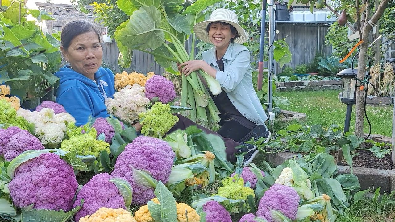 Số Hưởng Bội Thu Đã Tay Vườn Bông Cải Ngũ Sắc Siêu Ngon Siêu Đẹp-Vườn Bông Cải Cẩm Tú Cầu