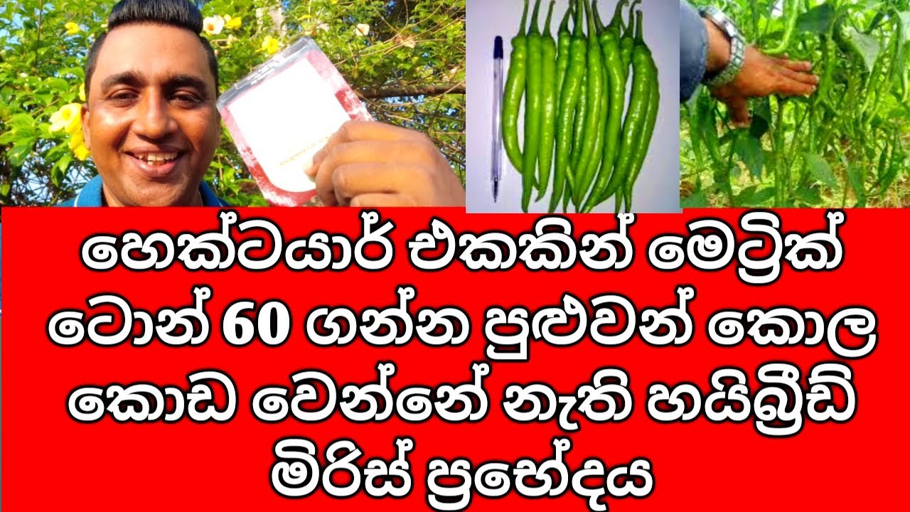 MICH HY 1 මිරිස් බීජ හා වගාව |  MICH HY 1 Miris Wagawa | Hybrid Chilli Cultivation In Sri Lanka