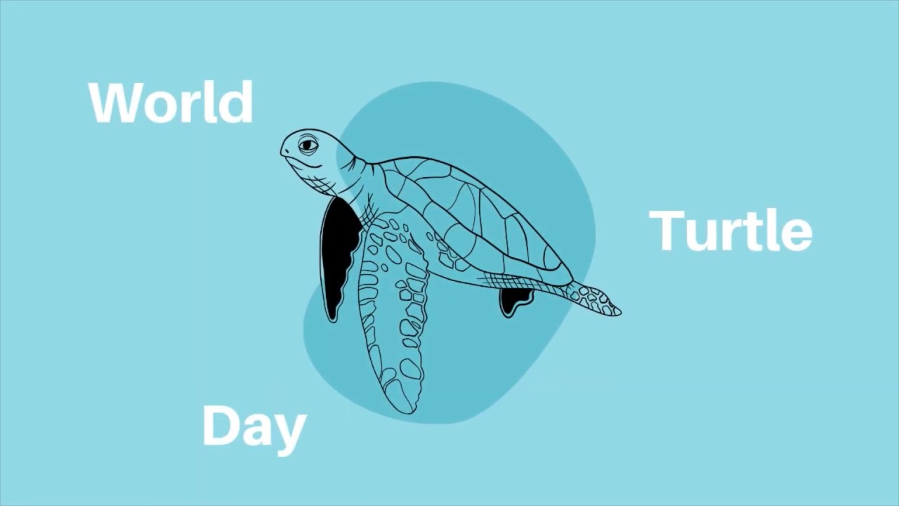 Sea turtle anatomy | science Q&A with Thriving Corals