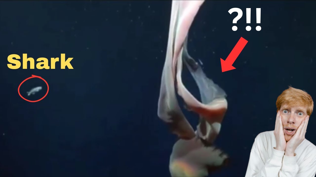 Record on video one of the most enigmatic creatures of the ocean: the giant ghost jellyfish