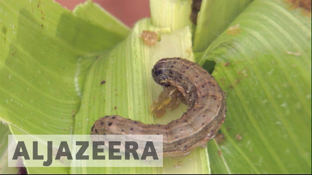 Fall armyworm wreaks havoc in southern Africa