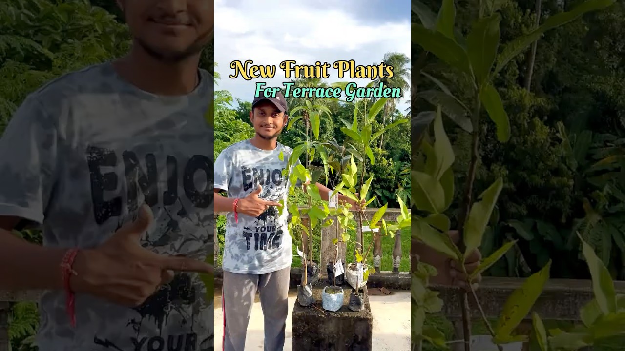 Online Fruit Plants For My Terrace Garden #onlinenursery #terracegardenfruits #exoticfruitplants