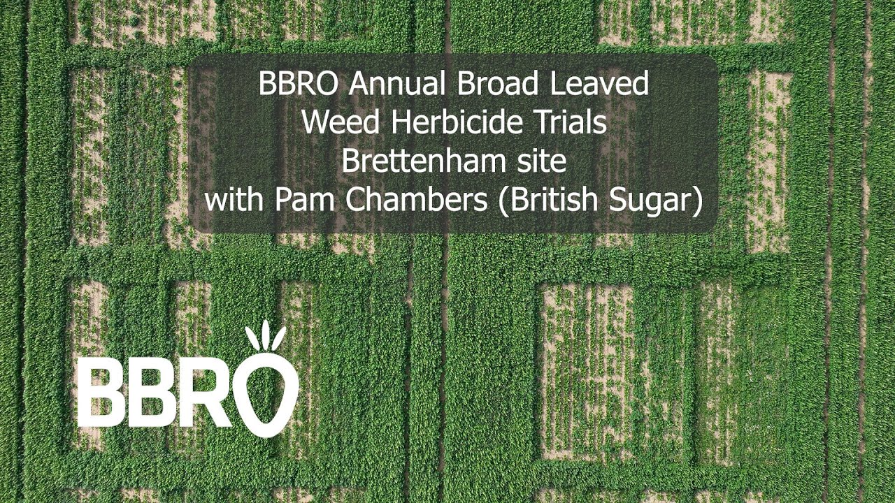 Weed control trial - Brettenham 2025