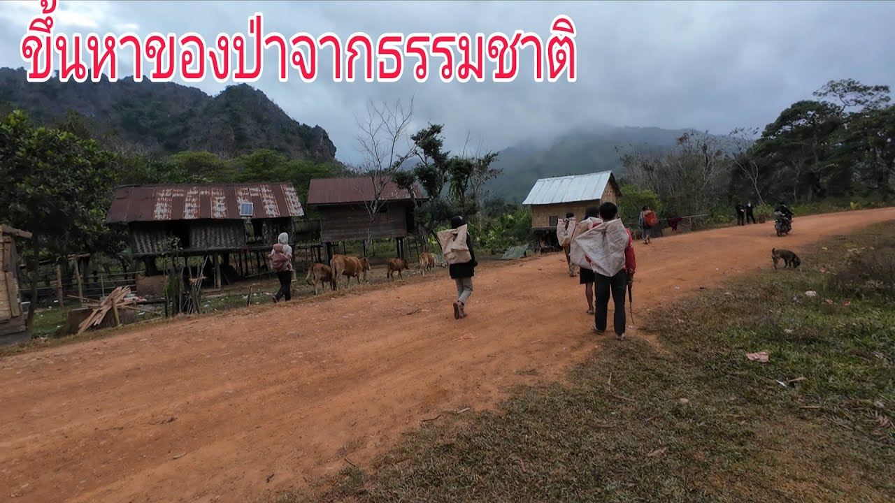 หมู่บ้านที่หาแต่ของป่าจากธรรมชาติ