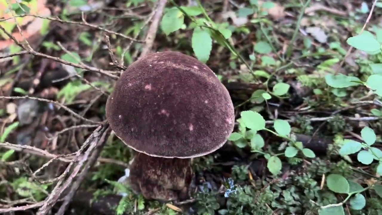温哥华附近的蘑菇圣地Chilliwack 