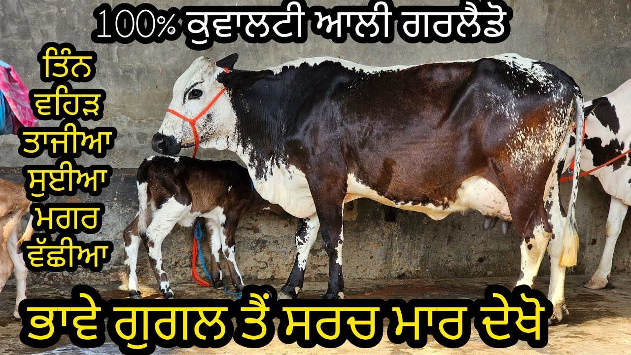 ਬਾਈ ਅਮਰੇ ਟਹਿਣੇ ਕੋਲ ਤਿੰਨ ਗਾਂਵਾਂ ਤਾਜੀਆ ਸੁਈਆ ਮਗਰ ਵੱਛੀਆ    100%ਗਿਰਲੈਡੋ ਗੂਗਲ ਤੈਂ ਸਰਚ ਮਾਰ ਦੇਖੋਂ D-12-3-26
