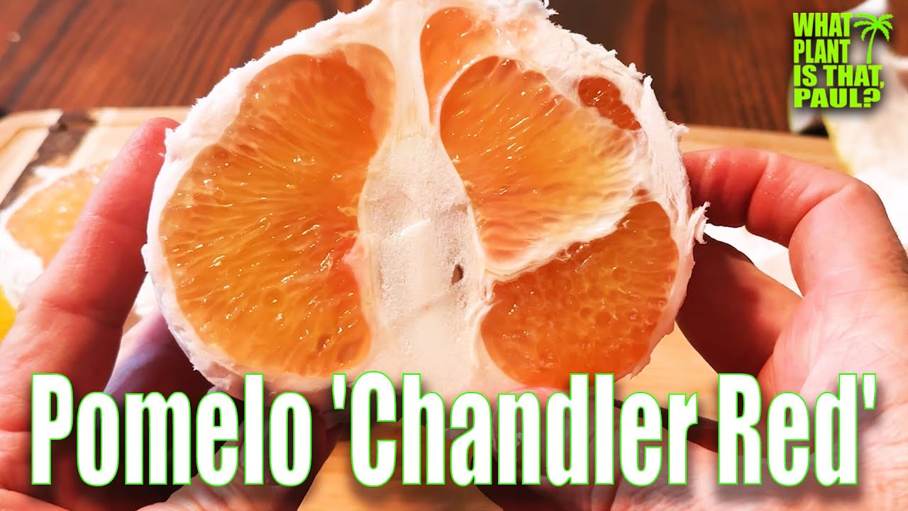 Pomelo 'Chandler Red' (Citrus maxima) / An Ancestor To Citrus Fruits
