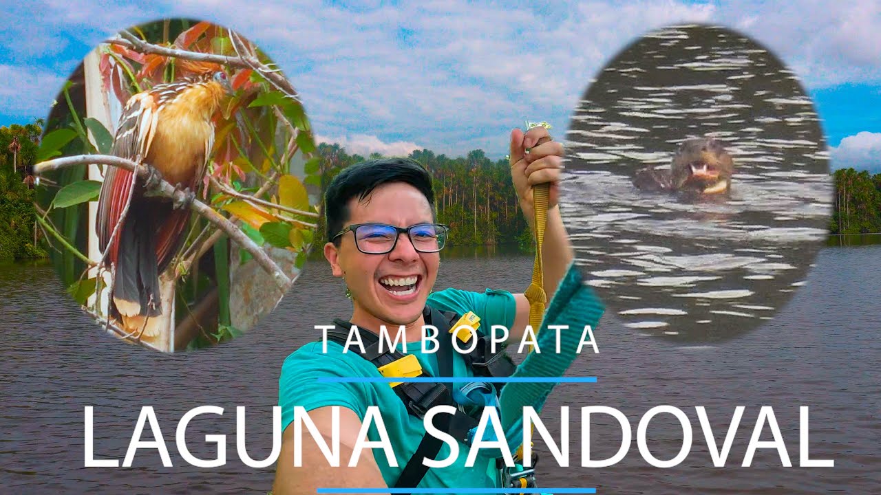 Aquí encontré bastante animales salvajes 🐒🌳 Lago Sandoval y Bosque de Tambopata - MADRE DE DIOS