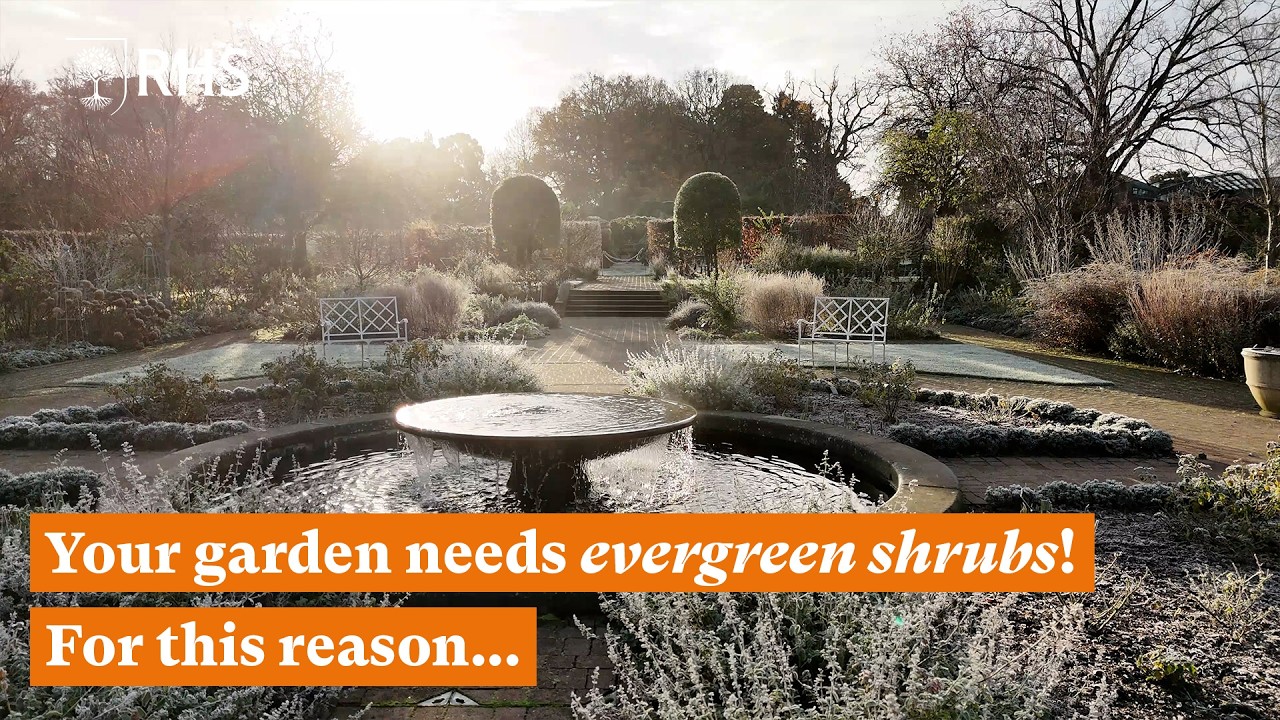 Why evergreen shrubs will transform your garden design | The RHS