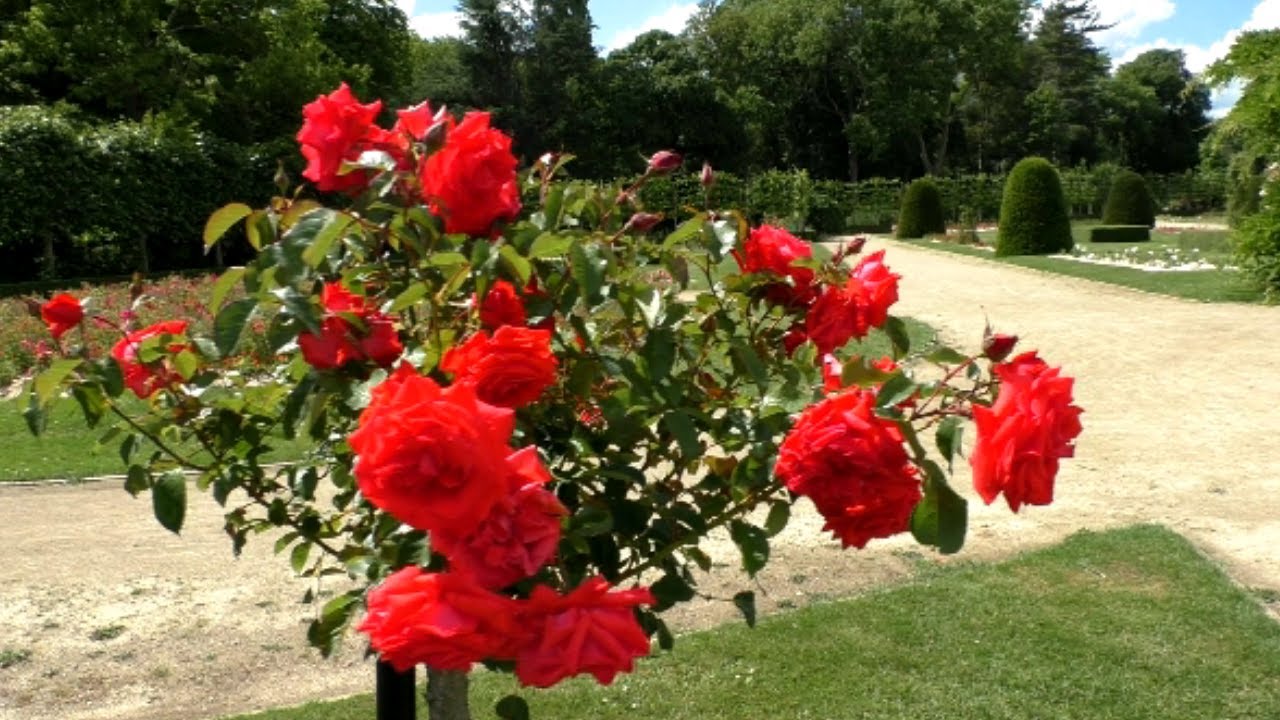 Wandelen door de Rozentuin in het Vrijbroekpark in Mechelen