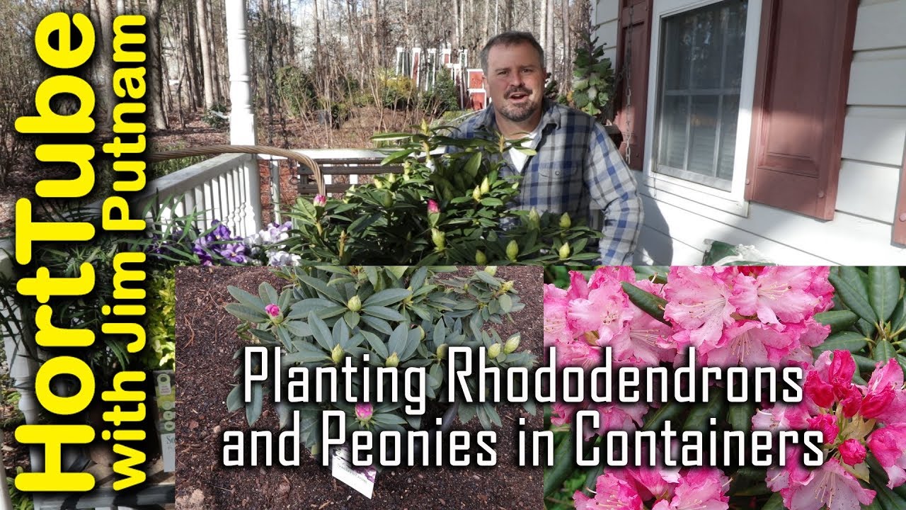 Planting Rhododendrons and Peonies in Containers