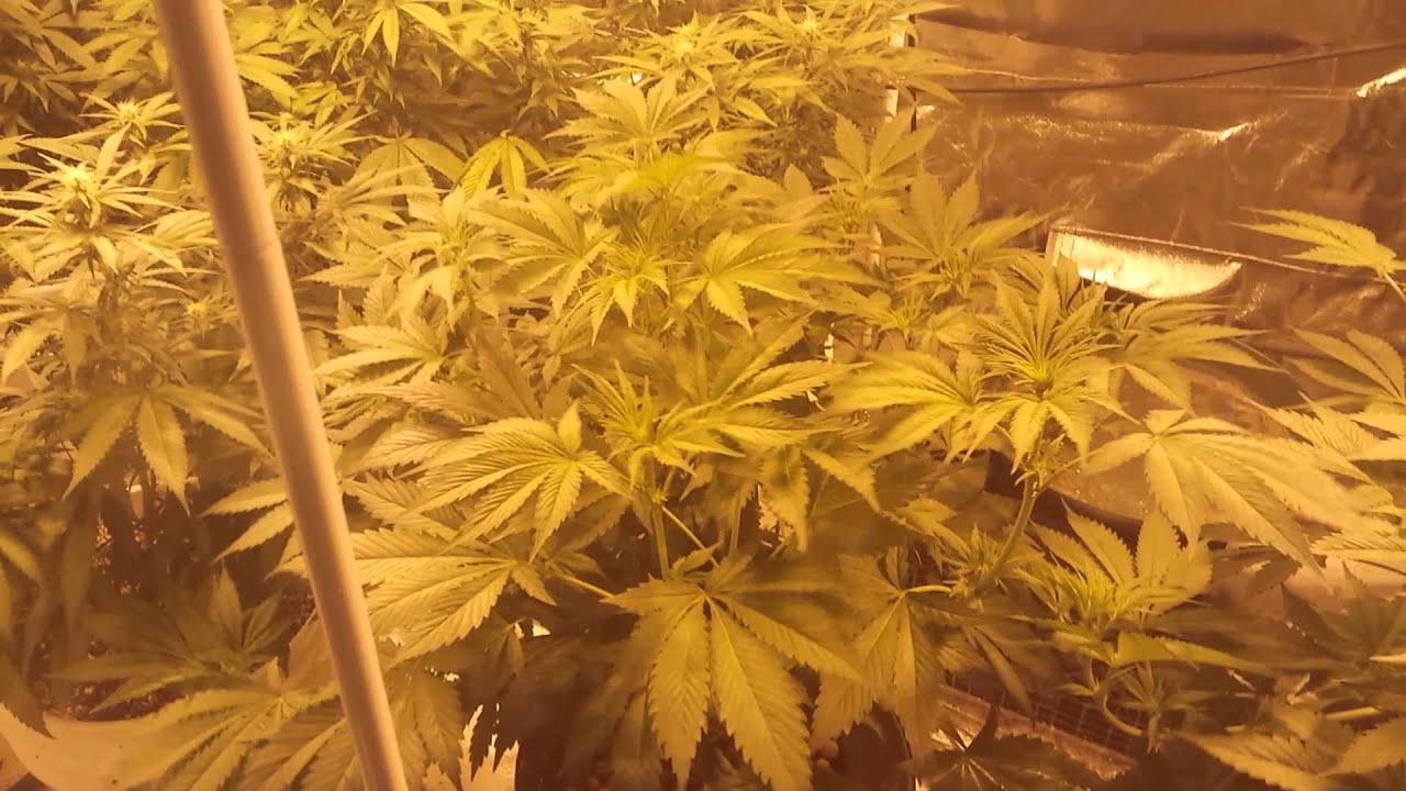 La Plata labs/White Voodoo