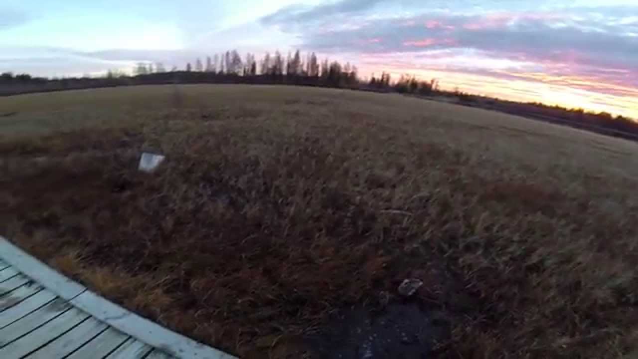 Closer Look at Canadian Boreal Forest Muskeg
