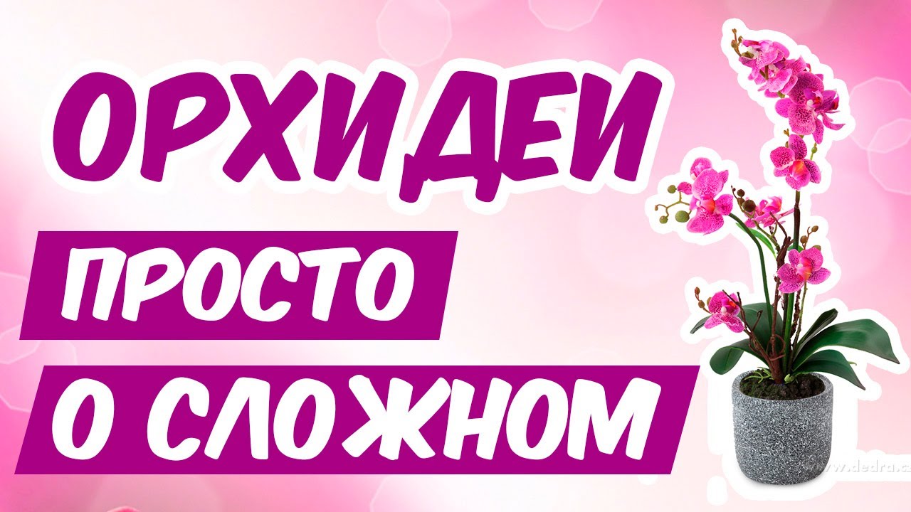 ВАМ ПОДАРИЛИ ОРХИДЕЮ? 🌺 - ЧТО ДЕЛАТЬ? Что МОЖНО а что НЕЛЬЗЯ? Орхидея после покупки, ч.1
