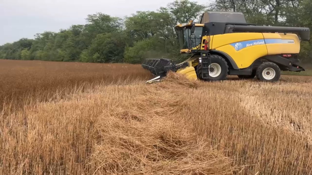 Від Бессарабії до Дніпра. Огляд полів. Ситуація по ярим посівам.