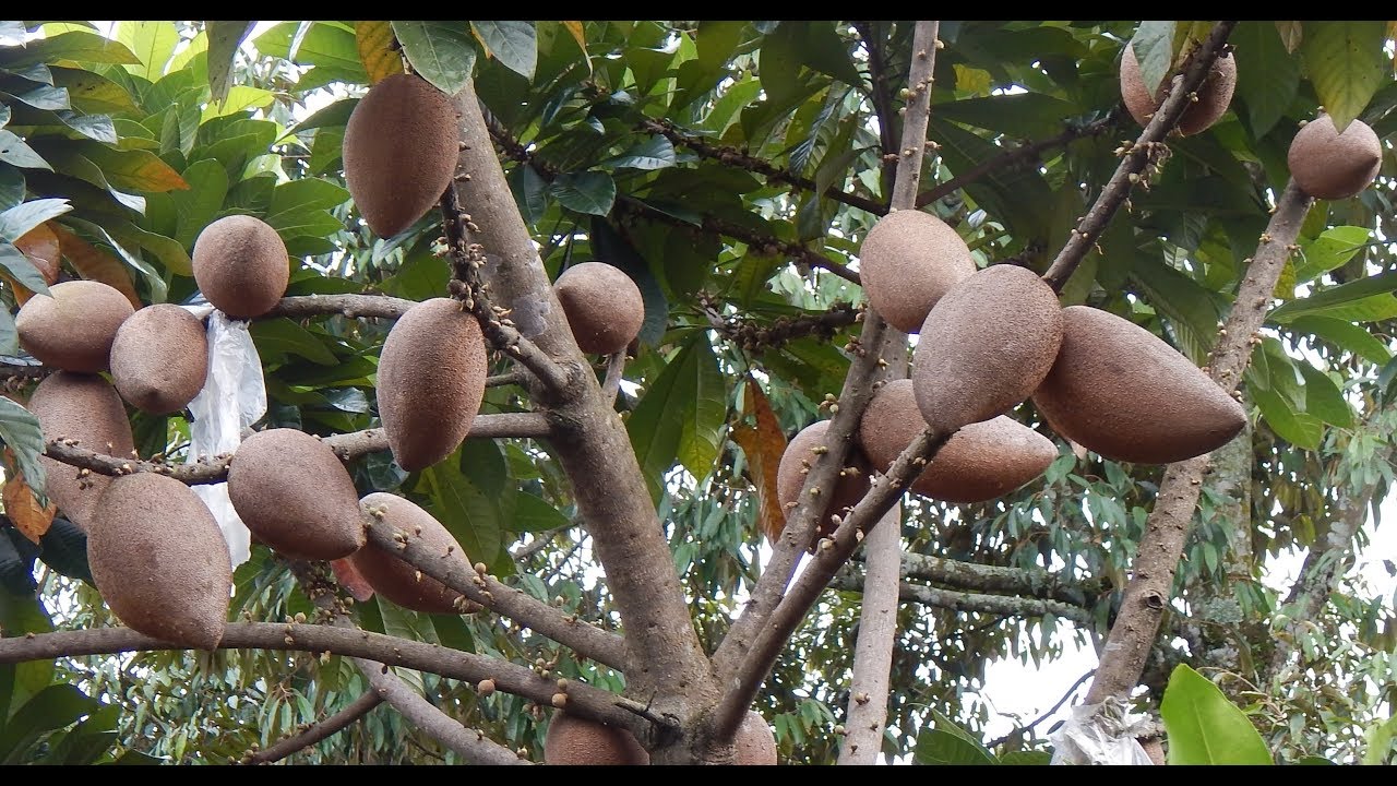 BIBIT MAMEY SAPOTE | Sawo Raksasa, Langka TERMAHAL !! Pertanian Indonesia