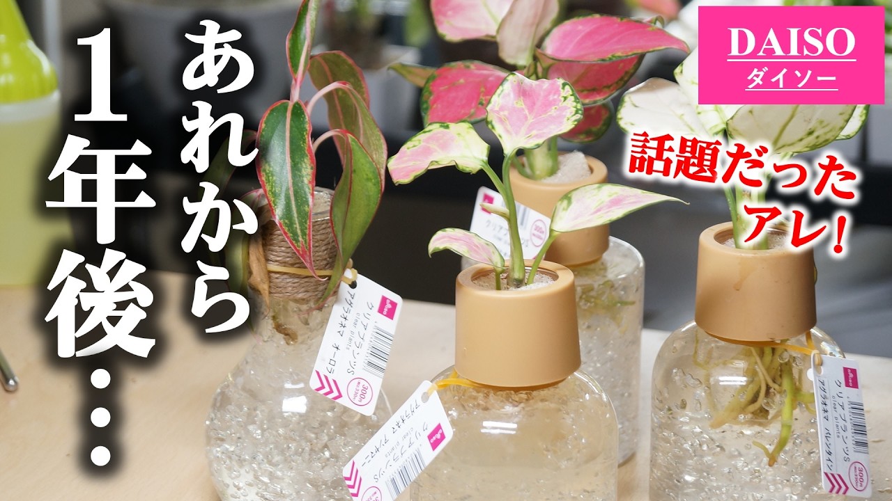 話題になった”ダイソークリアプランツ”…、1年後の100均観葉植物の姿がこちら♪【アグラオネマ】