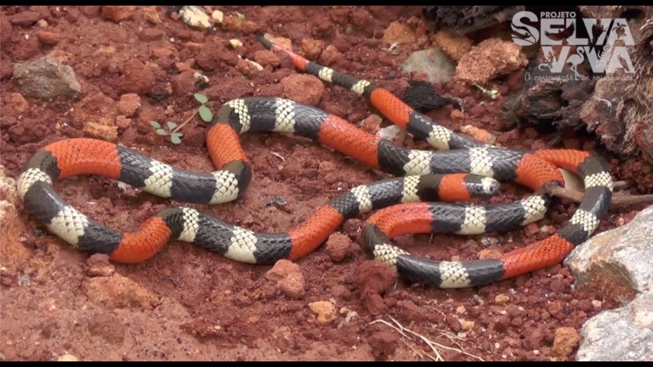 Como diferenciar cobra-coral de falsa-coral