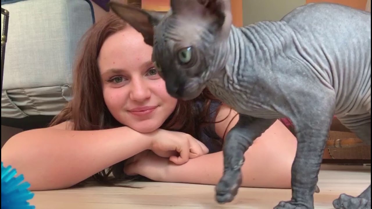 Nacktkatze?! 🐱