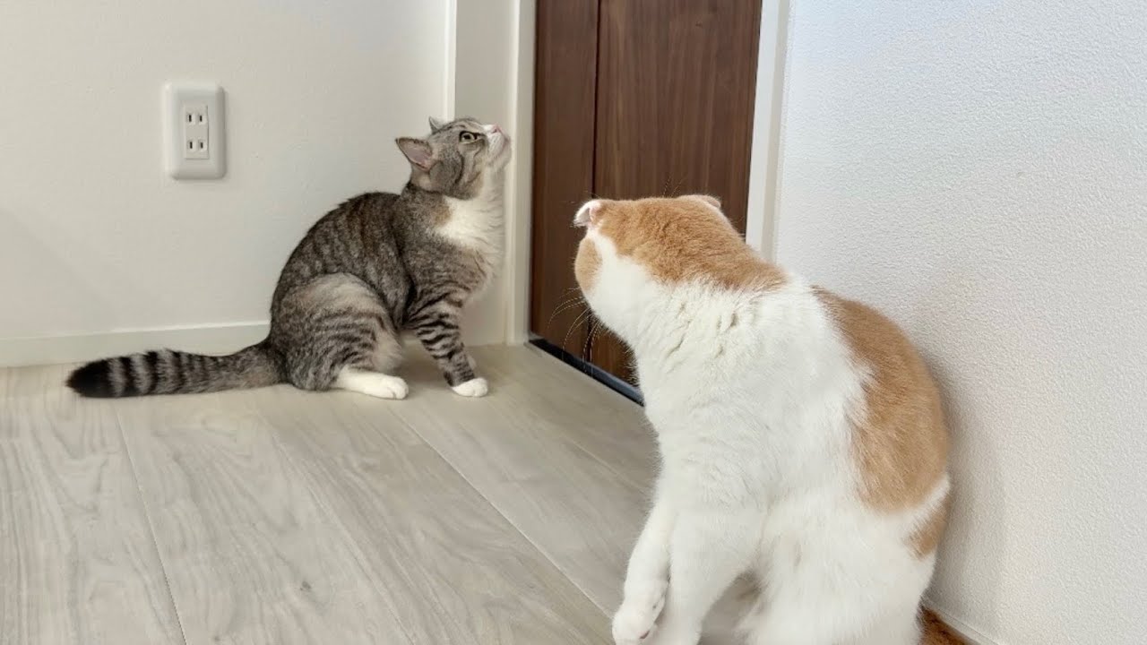 部屋に入れてもらえないとドアの前で永遠に鳴き続ける猫たちに困ってます&hellip;