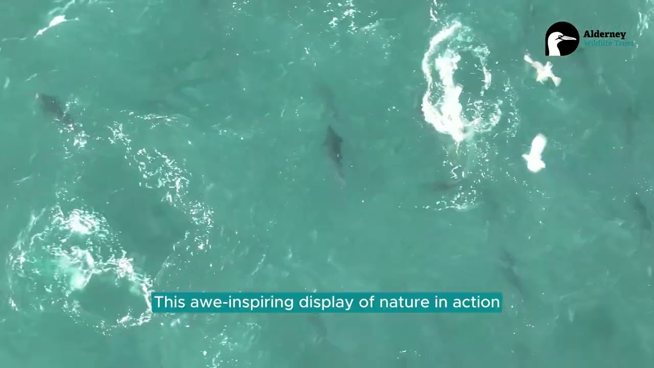 Tuna feeding frenzy 