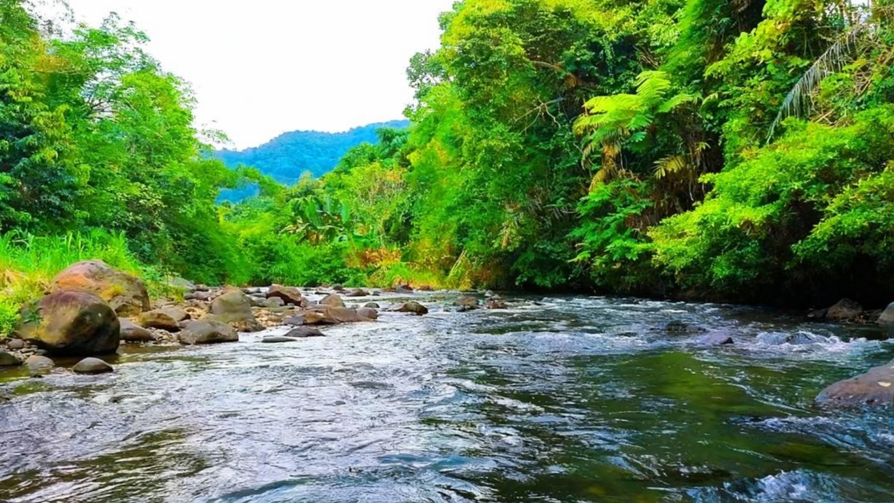 Peaceful River Ambience Sounds | Forest White Noise for Sleep