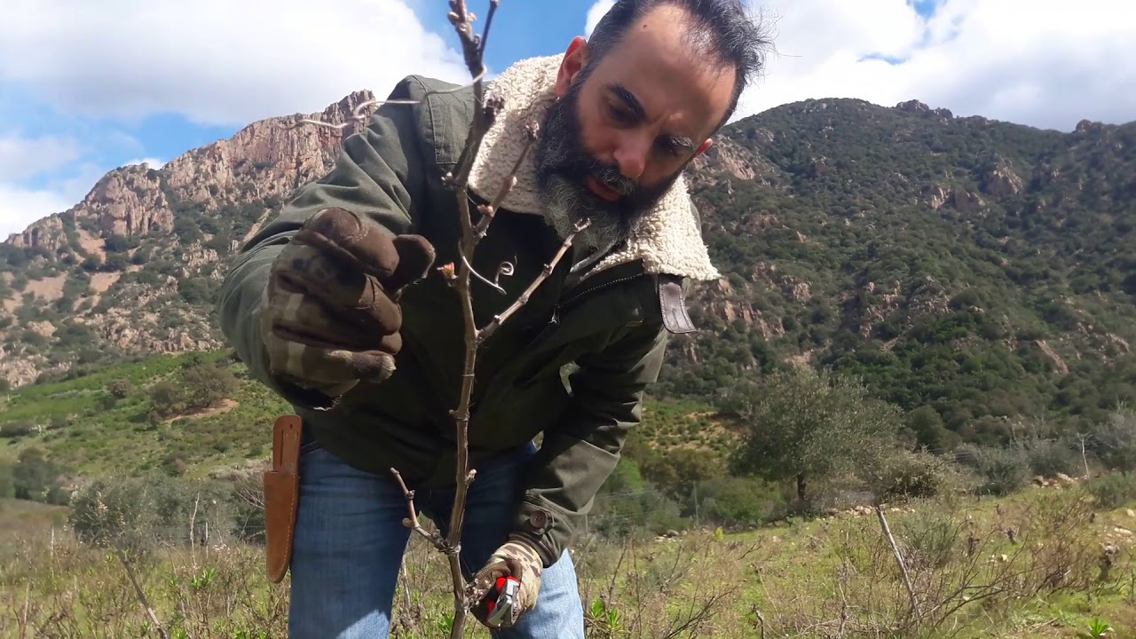 GURUE - Il recupero di una vigna abbandonata (potatura di recupero)