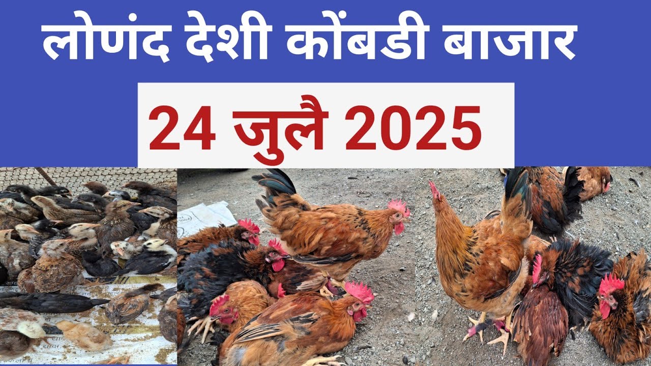 आजचा लोणंद येथील कोंबडी बाजार 24 जुलै 2025 | Kombadi chicken Bazar Lonanad