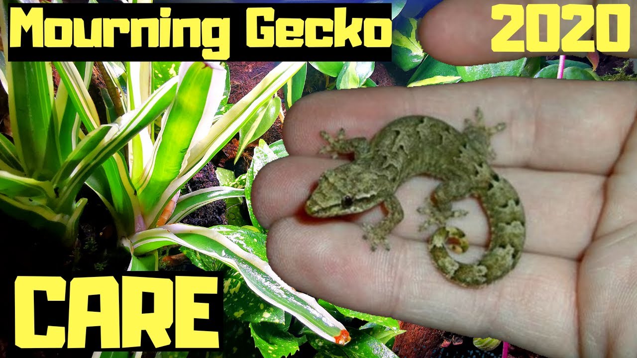Mourning Gecko Care And Setup 2020