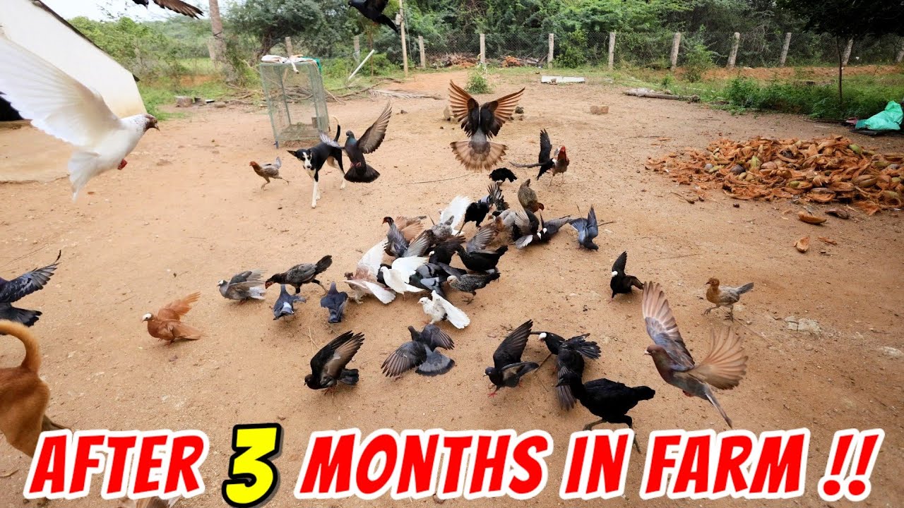 After 3 Months Of My FARM UPDATES!!