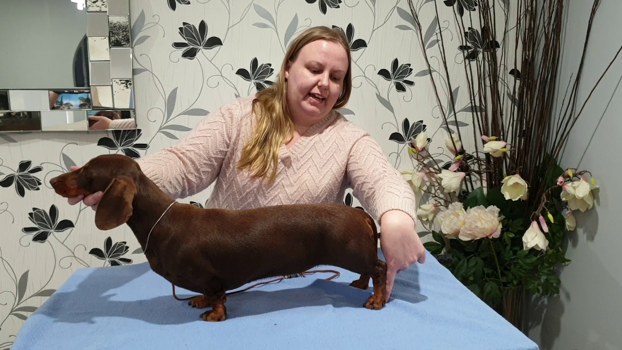 Stacking your dachshund (4 steps)