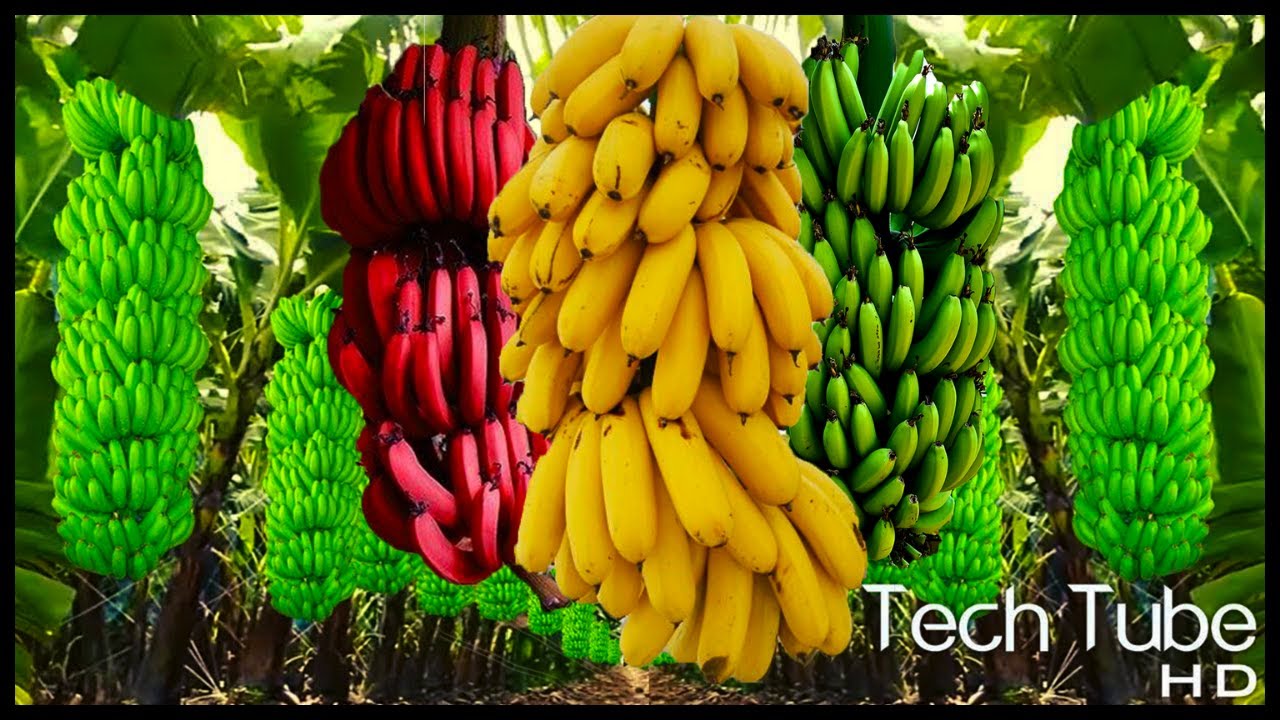 Banana Organic Farming Technology to Harvest | Modern Banana Processing in Factory