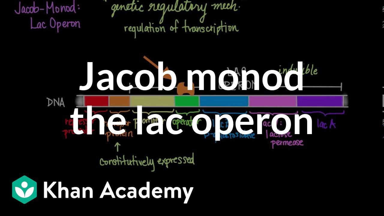 Jacob-Monod: The Lac operon | Biomolecules | MCAT | Khan Academy